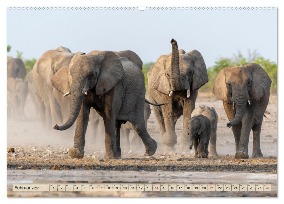 Elefanten - Sanfte Riesen Afrikas (CALVENDO Premium Wandkalender 2027)
