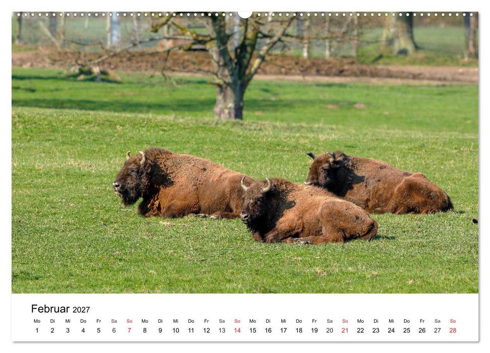 Wilde Tiere unserer Heimat (CALVENDO Premium Wandkalender 2027)