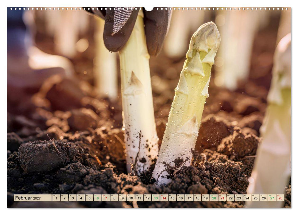 Weißer Spargel (CALVENDO Wandkalender 2027)