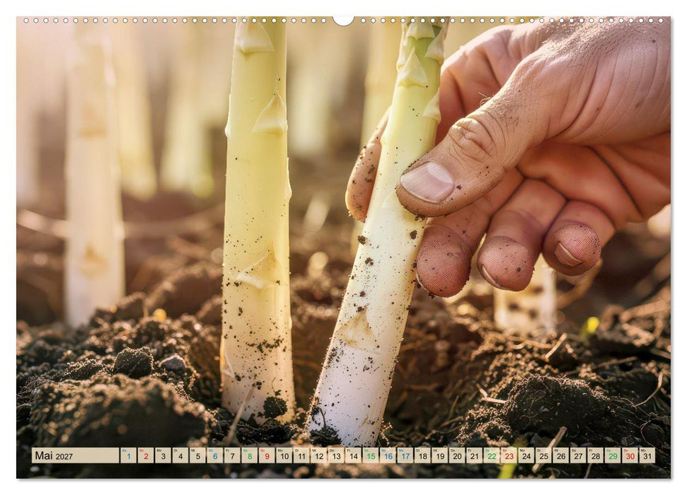 Weißer Spargel (CALVENDO Wandkalender 2027)