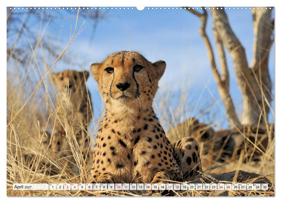 Faszinaton Afrika: Geparde (CALVENDO Premium Wandkalender 2027)