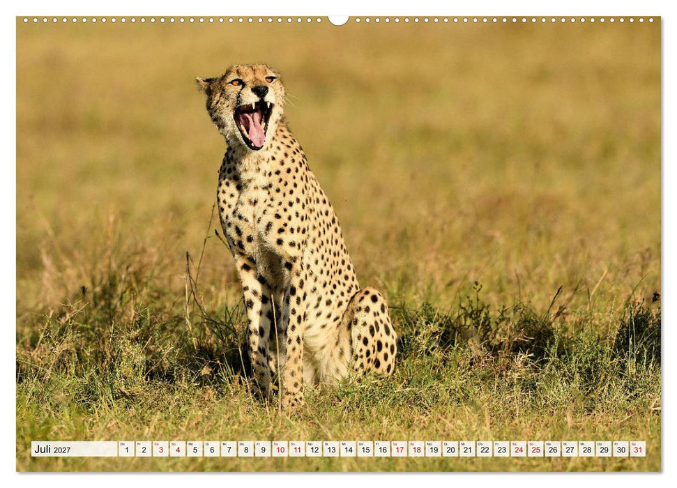 Faszinaton Afrika: Geparde (CALVENDO Premium Wandkalender 2027)