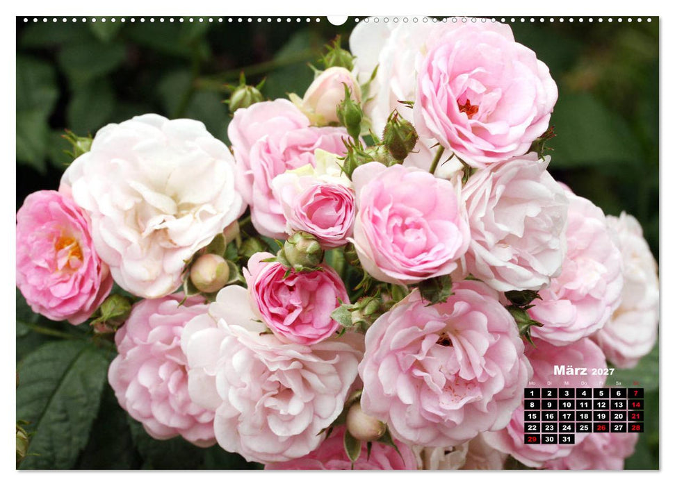 Magie der Rosen (CALVENDO Premium Wandkalender 2027)