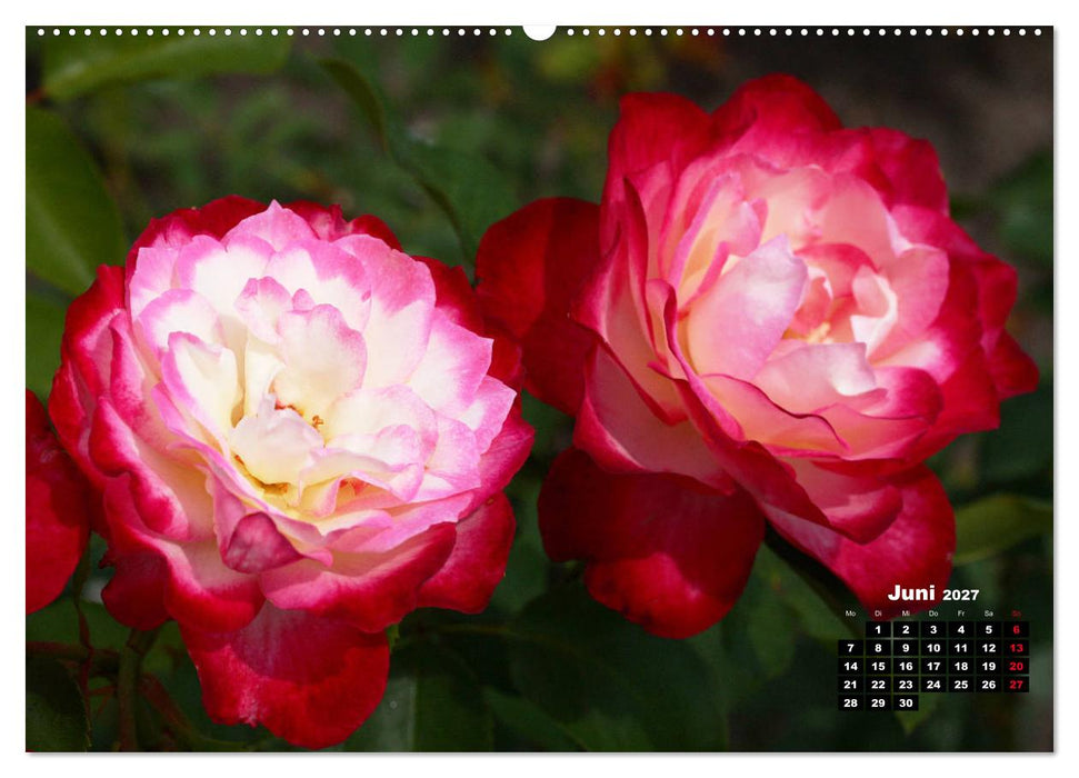 Magie der Rosen (CALVENDO Premium Wandkalender 2027)