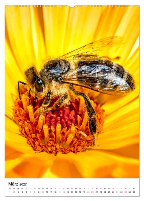 BIENEN - Kleine Nützlinge ganz nah (CALVENDO Premium Wandkalender 2027)