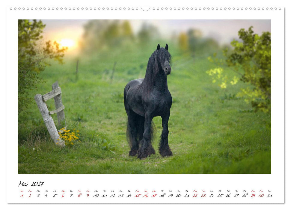Friesen - stolze Giganten (CALVENDO Premium Wandkalender 2027)