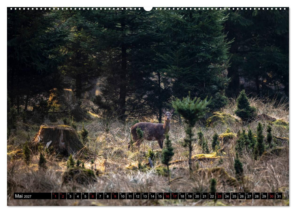 Arnsberger Wald (CALVENDO Premium Wandkalender 2027)
