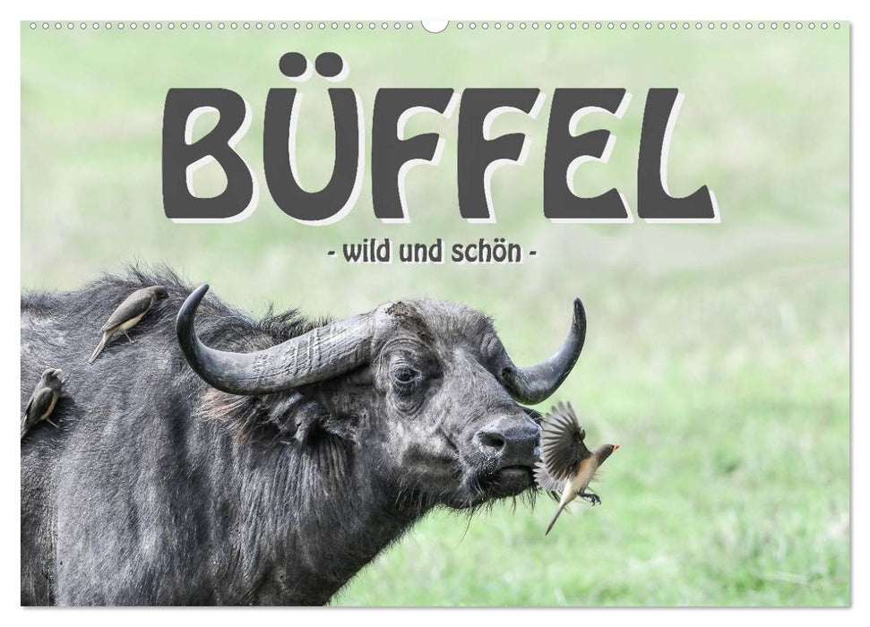 Büffel - wild und schön (CALVENDO Wandkalender 2027)
