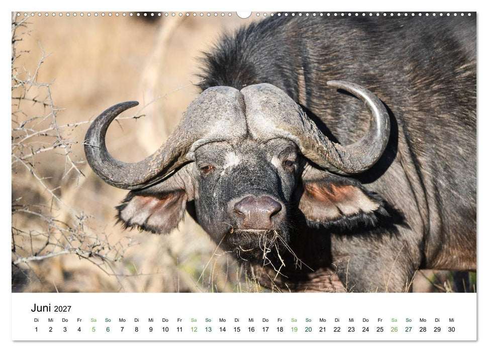 Büffel - wild und schön (CALVENDO Wandkalender 2027)
