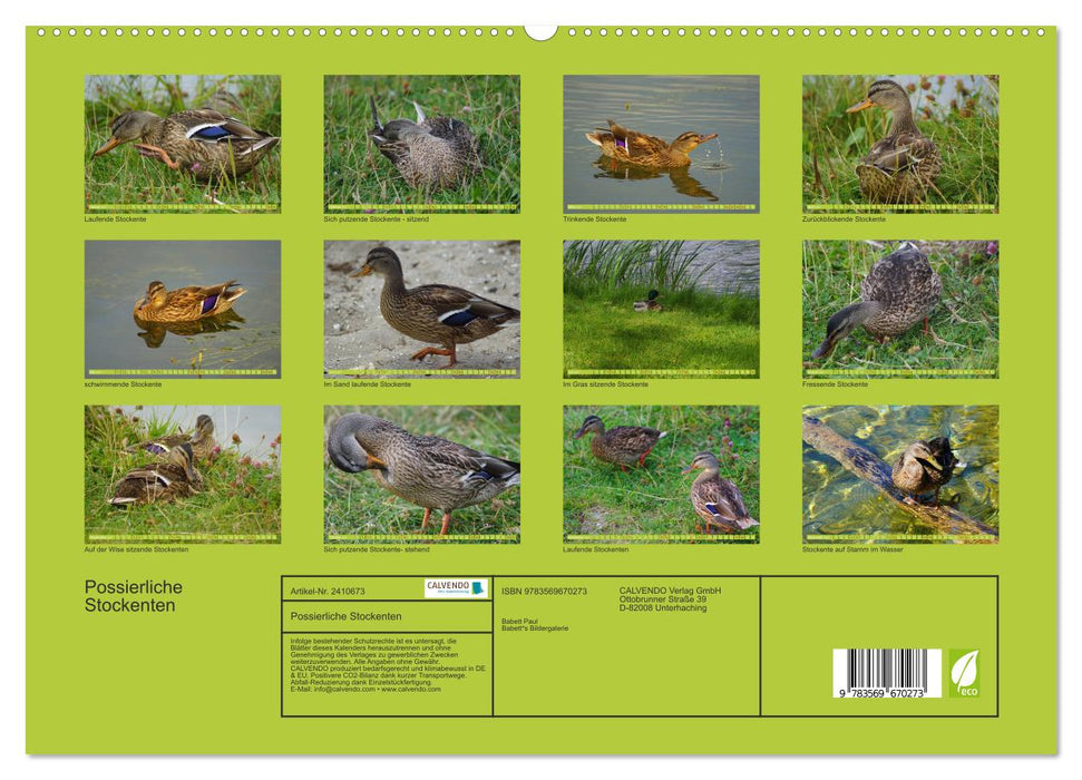Possierliche Stockenten (CALVENDO Premium Wandkalender 2027)