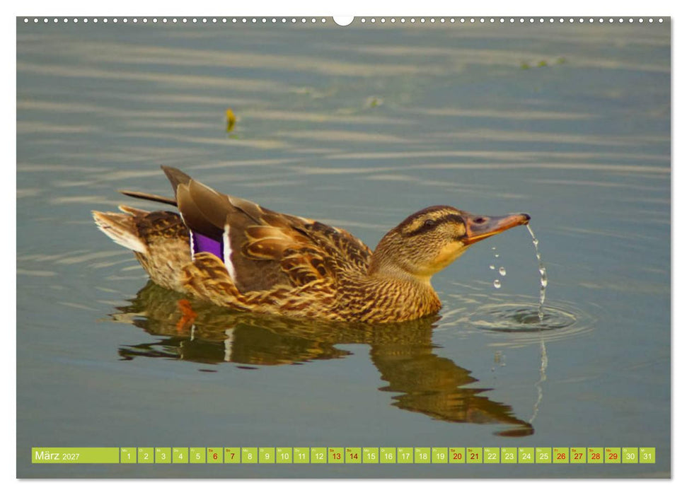 Possierliche Stockenten (CALVENDO Premium Wandkalender 2027)