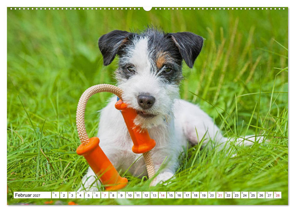 100000 Volt auf vier Pfoten - Jack und Parson Russell Terrier (CALVENDO Premium Wandkalender 2027)