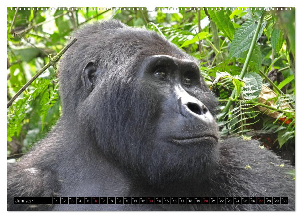 Afrikas Perle Uganda (CALVENDO Premium Wandkalender 2027)