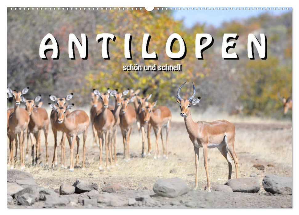 Antilopen, schön und schnell (CALVENDO Wandkalender 2027)