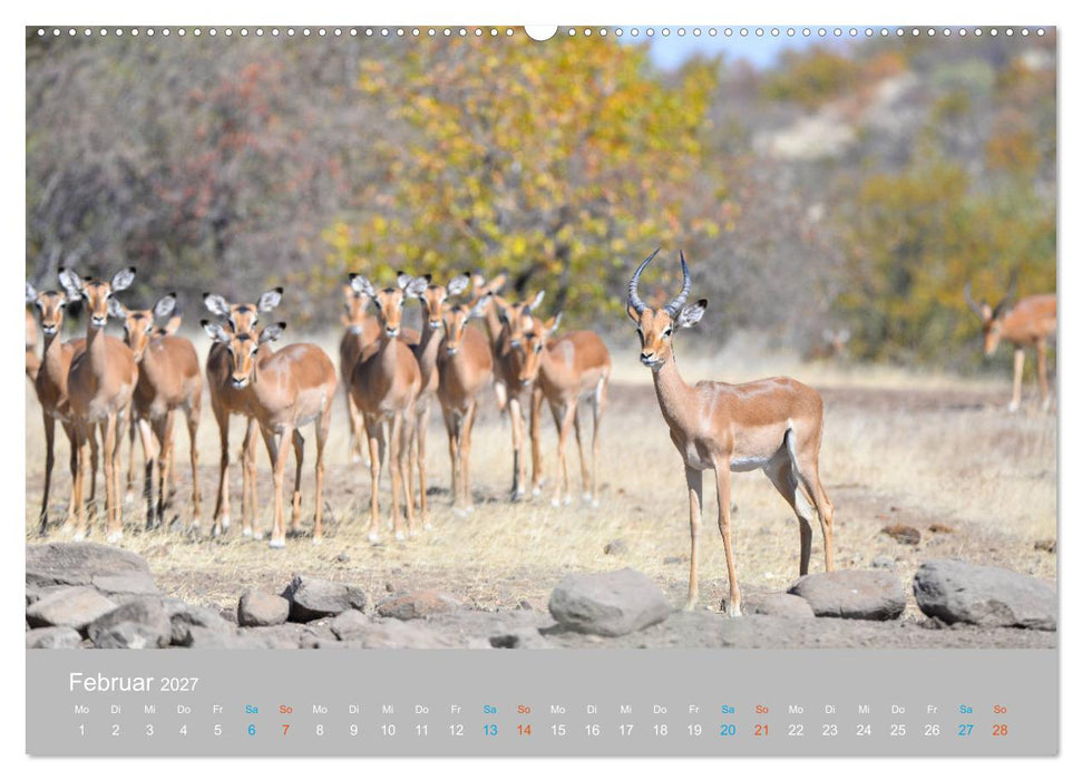 Antilopen, schön und schnell (CALVENDO Wandkalender 2027)