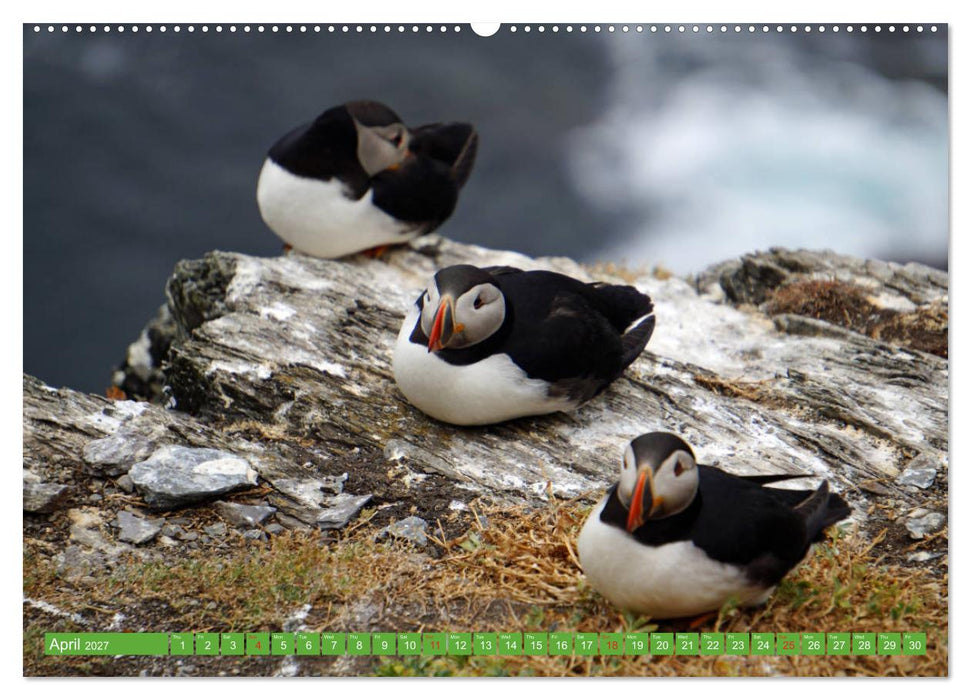 Puffins - small birds very big (CALVENDO Premium-Calendar 2027)