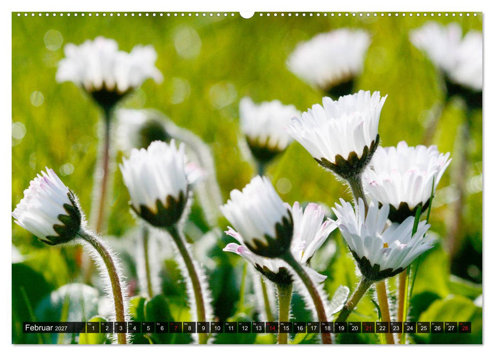 Auf Augenhöhe mit Gänseblümchen (CALVENDO Wandkalender 2027)