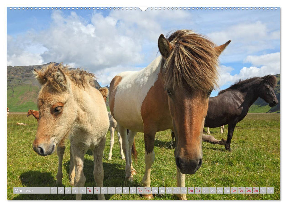 Islandpferde - Die tierischen Stars der Insel (CALVENDO Wandkalender 2027)