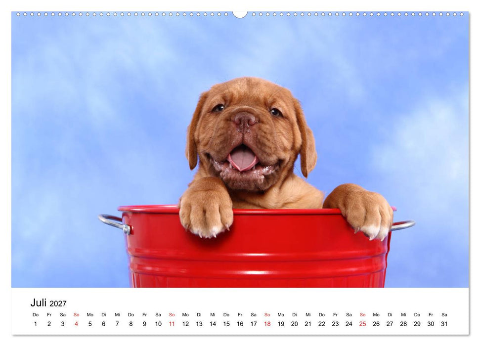 lach mit...just smile (CALVENDO Premium Wandkalender 2027)