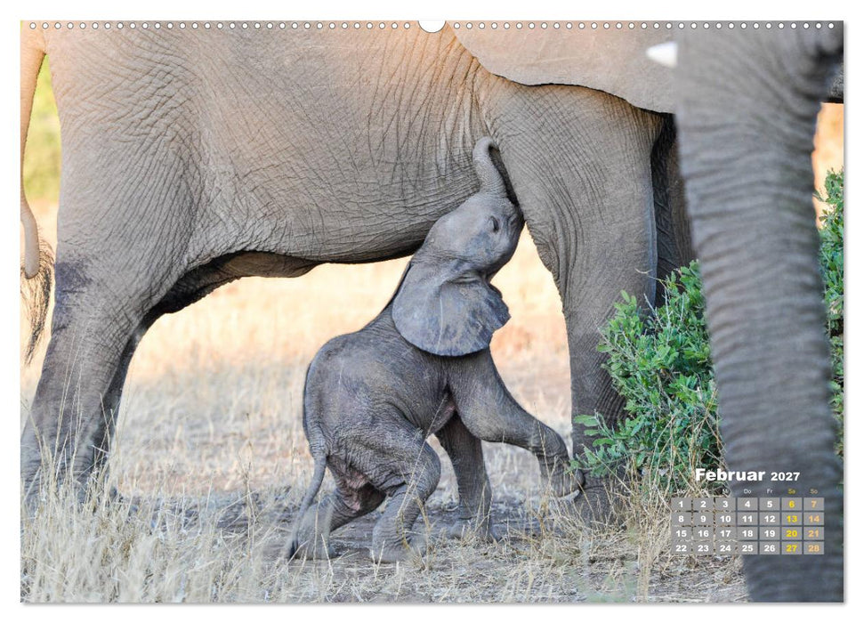 Babyelefanten (CALVENDO Wandkalender 2027)