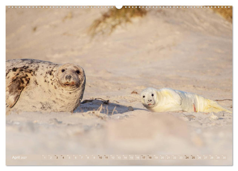 Helgoland - Das Leben auf der Düne Helgolands (CALVENDO Premium Wandkalender 2027)