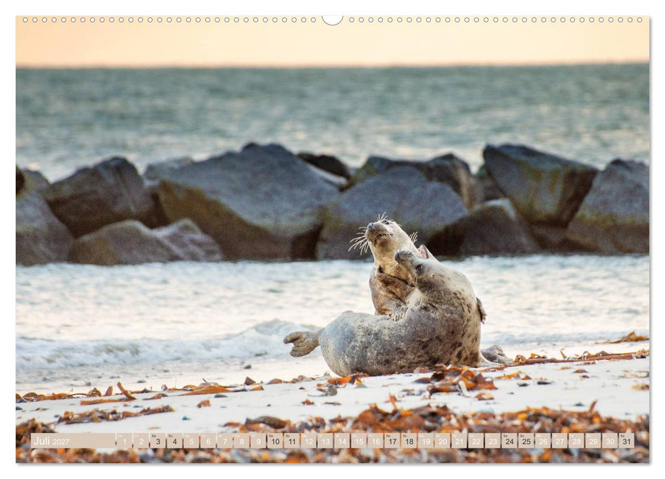 Helgoland - Das Leben auf der Düne Helgolands (CALVENDO Premium Wandkalender 2027)