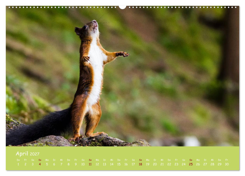 Eichhörnchen - die süßen Nussknacker (CALVENDO Wandkalender 2027)