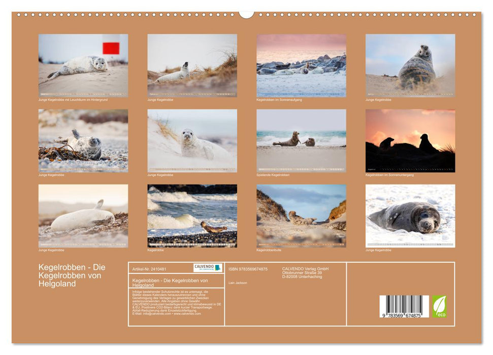 Kegelrobben - Die Kegelrobben von Helgoland (CALVENDO Premium Wandkalender 2027)
