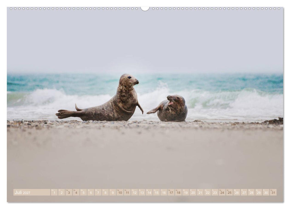 Kegelrobben - Die Kegelrobben von Helgoland (CALVENDO Premium Wandkalender 2027)