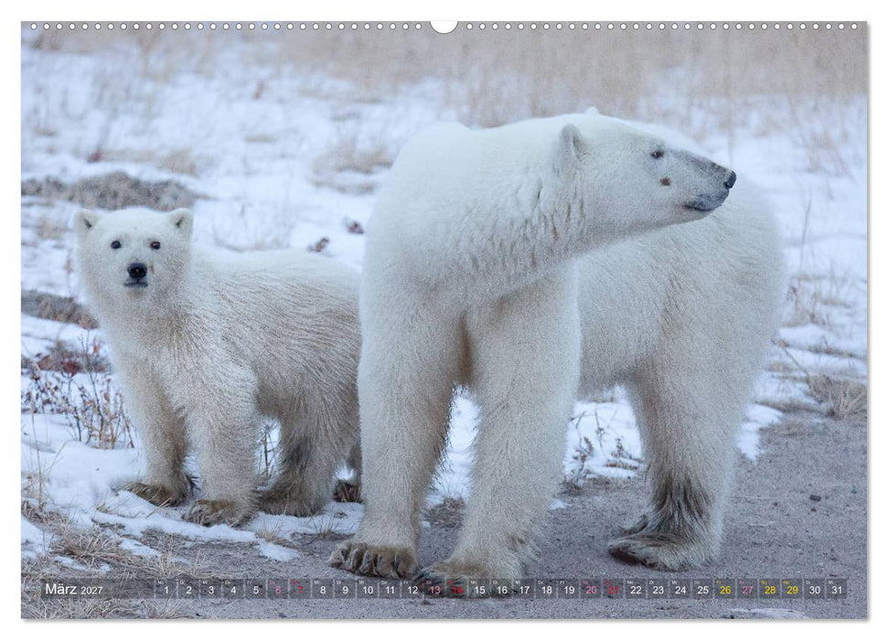 AN DER HUDSON BAY (CALVENDO Premium Wandkalender 2027)