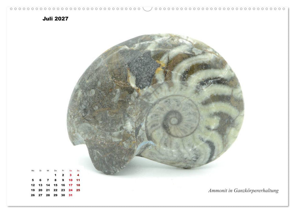 Fossilien - Ammoniten, Trilobiten, Erdgeschichte (CALVENDO Premium Wandkalender 2027)