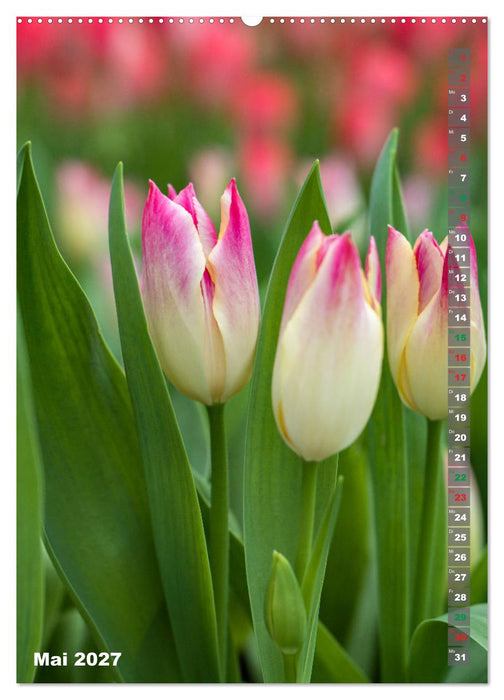 Tulpen - die Frühlingsblume (CALVENDO Premium Wandkalender 2027)