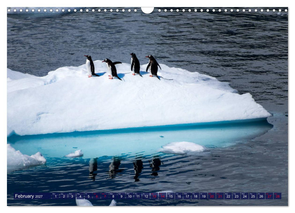 Antarctica Glaciers, seals and penguins (CALVENDO Monthly Calendar 2027)