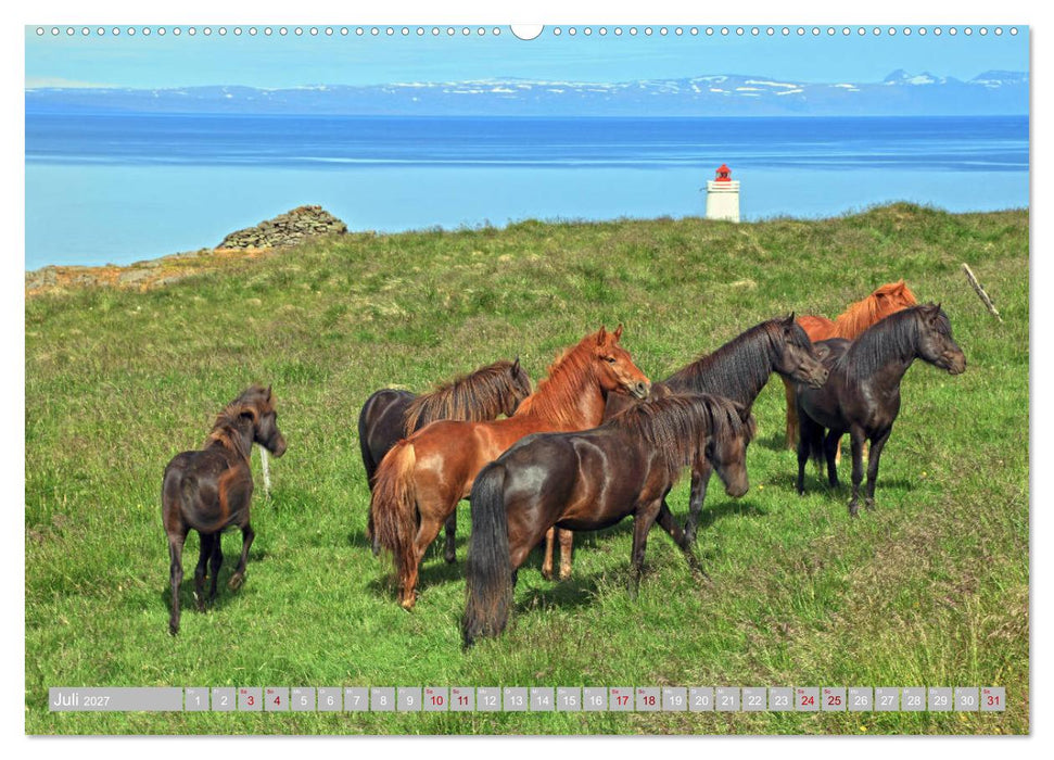 Islandpferde - Die tierischen Stars der Insel (CALVENDO Premium Wandkalender 2027)