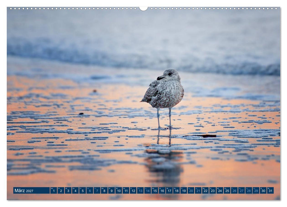 Helgoland - Das Leben auf der Düne Helgolands (CALVENDO Wandkalender 2027)