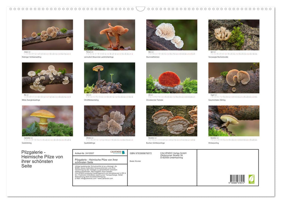 Pilzgalerie - Heimische Pilze von ihrer schönsten Seite (CALVENDO Wandkalender 2027)
