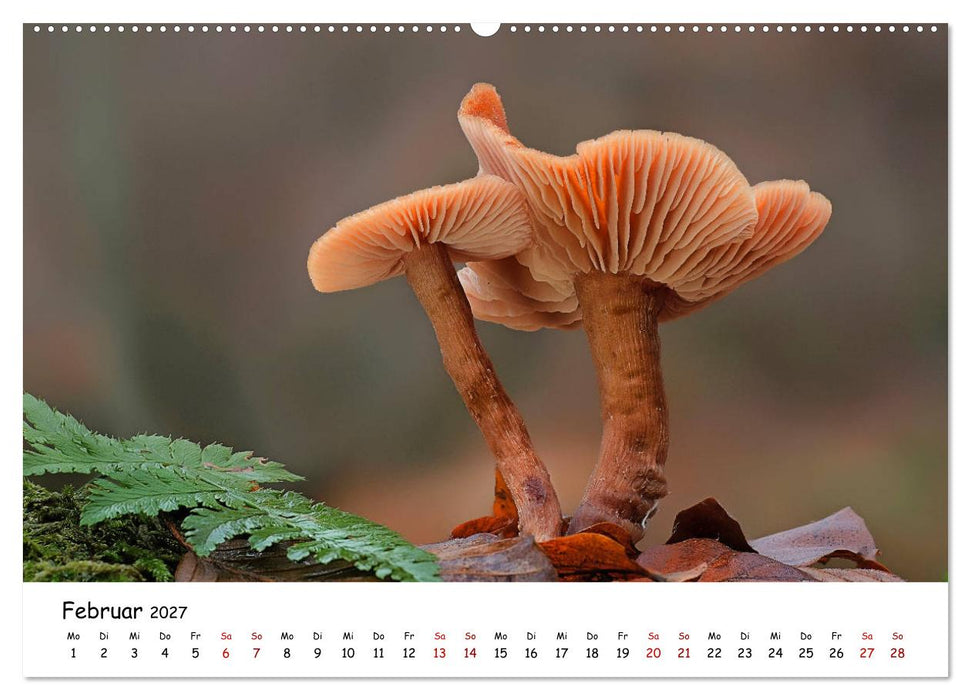 Pilzgalerie - Heimische Pilze von ihrer schönsten Seite (CALVENDO Wandkalender 2027)