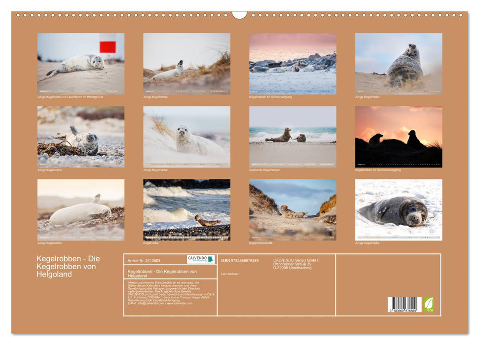Kegelrobben - Die Kegelrobben von Helgoland (CALVENDO Wandkalender 2027)