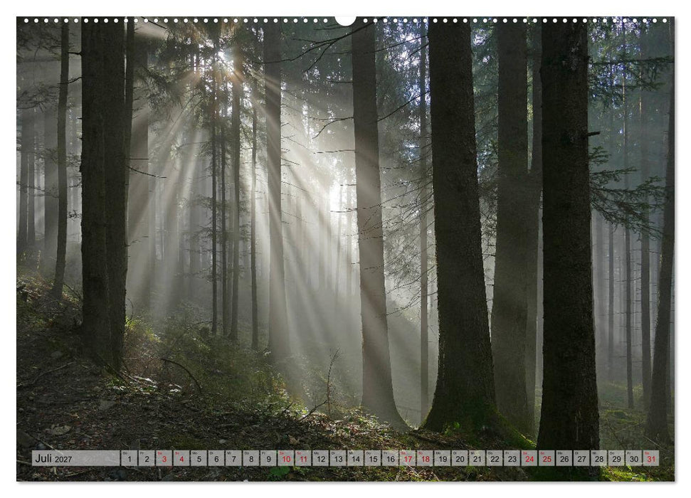 Mit Bäumen durchs Jahr (CALVENDO Premium Wandkalender 2027)