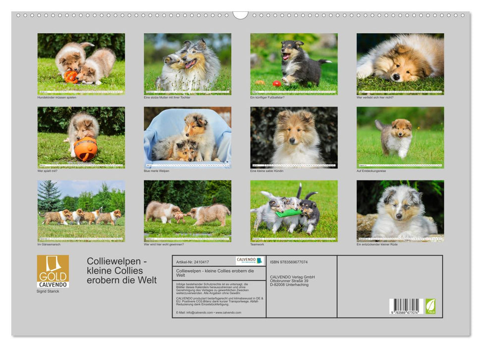 Colliewelpen - kleine Collies erobern die Welt (CALVENDO Wandkalender 2027)