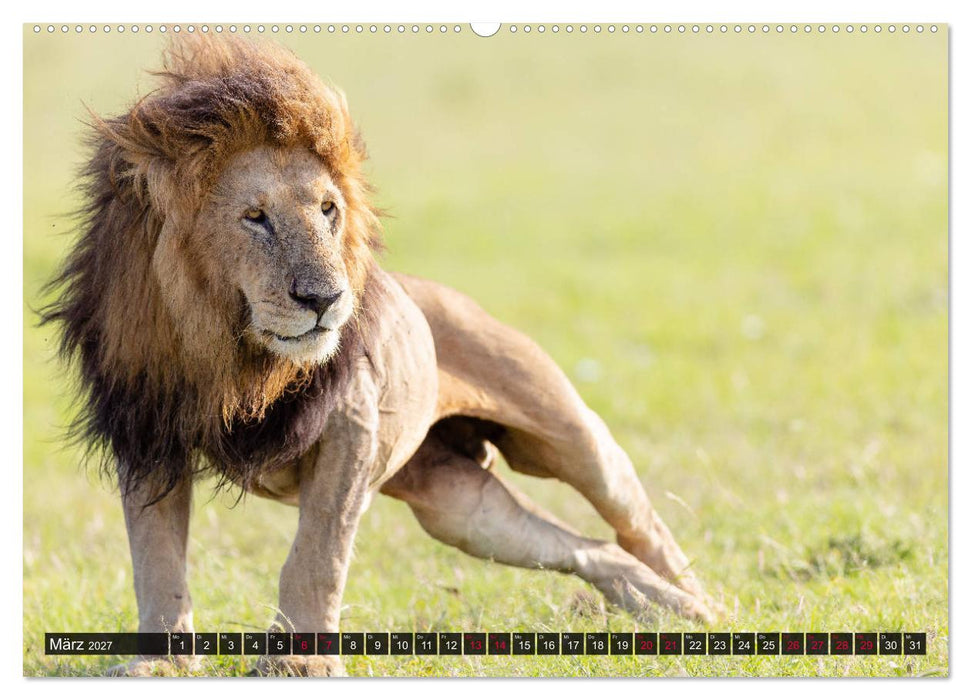 Safari Afrika (CALVENDO Premium Wandkalender 2027)