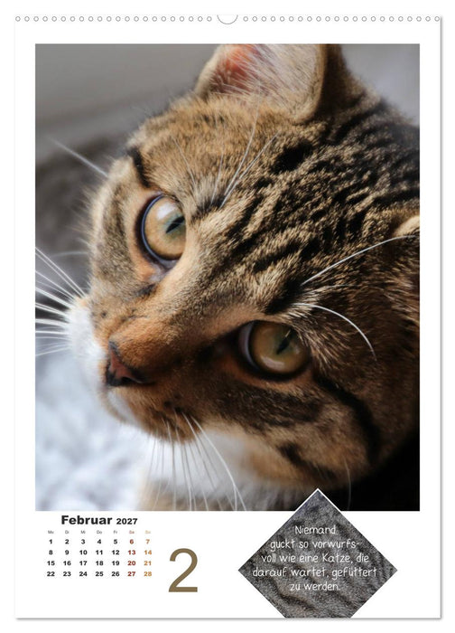 Wilde Tätzchen, sanfte Pfötchen (CALVENDO Premium Wandkalender 2027)