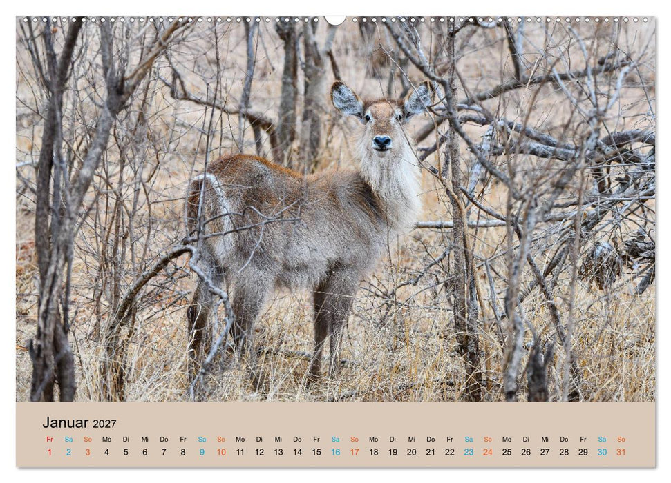 Antilopen, schön und schnell (CALVENDO Premium Wandkalender 2027)