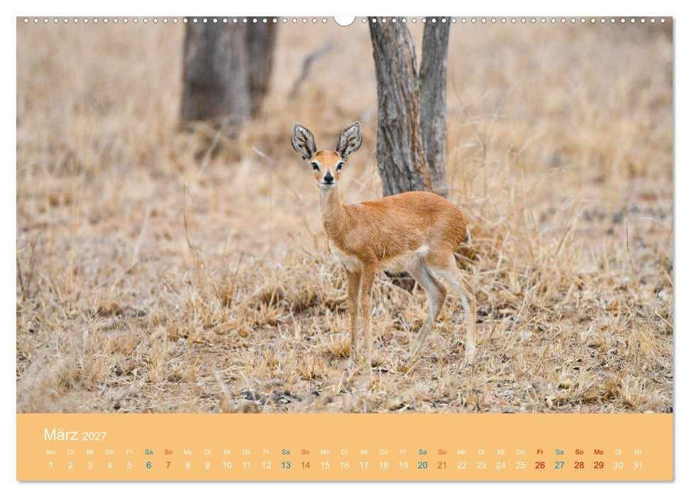 Antilopen, schön und schnell (CALVENDO Premium Wandkalender 2027)