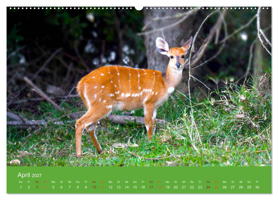 Antilopen, schön und schnell (CALVENDO Premium Wandkalender 2027)