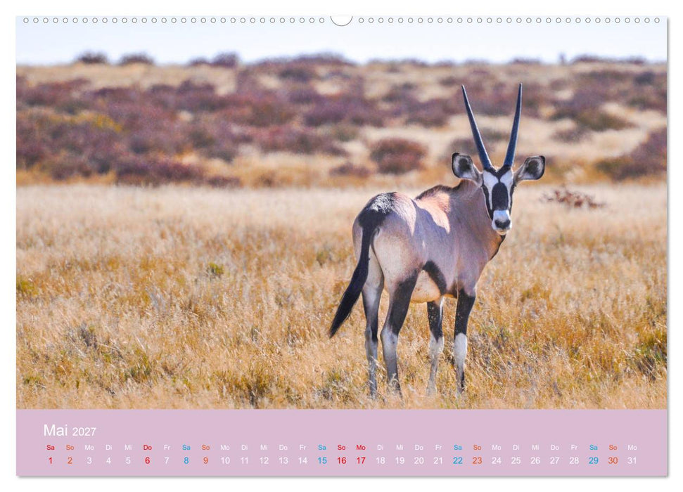 Antilopen, schön und schnell (CALVENDO Premium Wandkalender 2027)