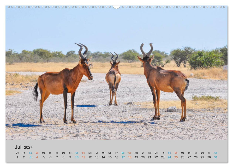 Antilopen, schön und schnell (CALVENDO Premium Wandkalender 2027)