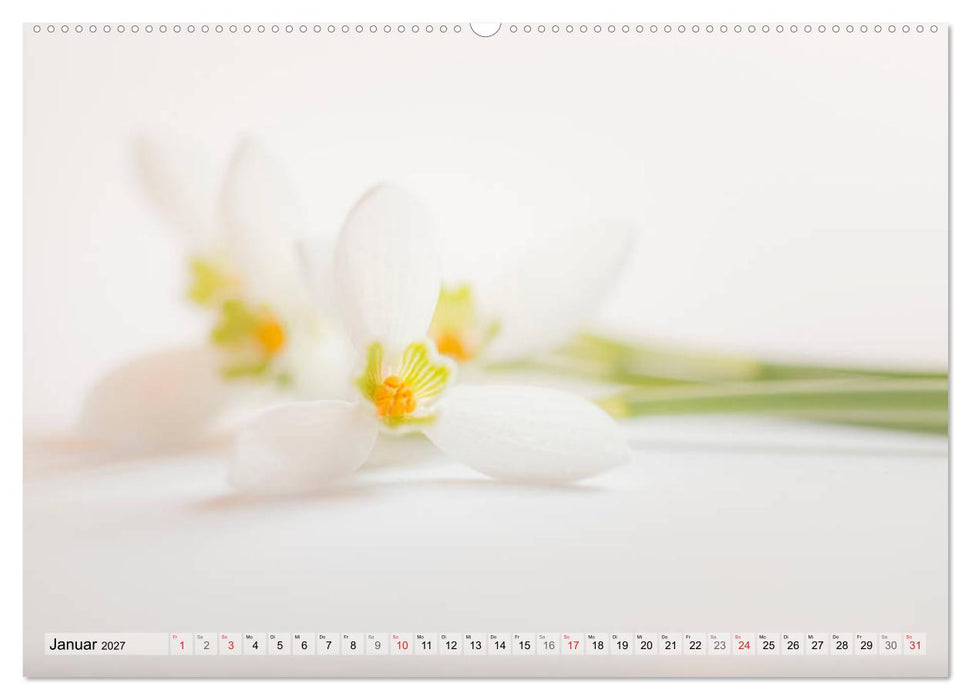 Farbenfroher Blütentraum (CALVENDO Wandkalender 2027)