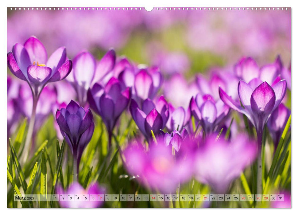 Farbenfroher Blütentraum (CALVENDO Wandkalender 2027)
