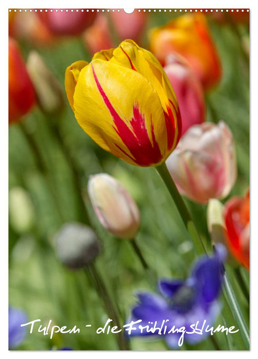 Tulpen - die Frühlingsblume (CALVENDO Wandkalender 2027)